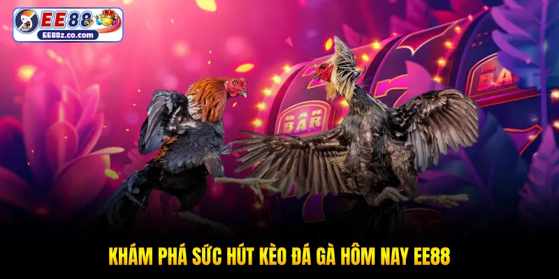 Khám phá sức hút kèo đá gà hôm nay EE88
